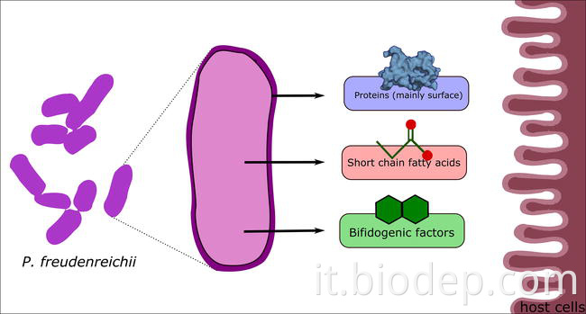 Propionibacterium Freudennreichii4